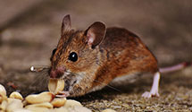 electromagnetic-and-ultrasonic-pest-repellents Experts in Avondale